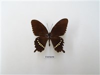 藏品(玉帶鳳蝶)的圖片